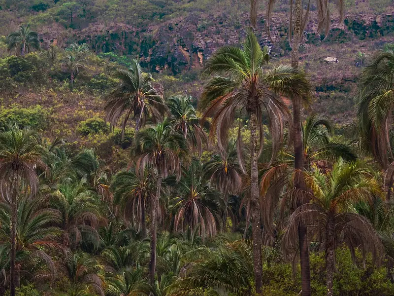 Bosque de palmeras nativas de El Palmar, Chuquisaca